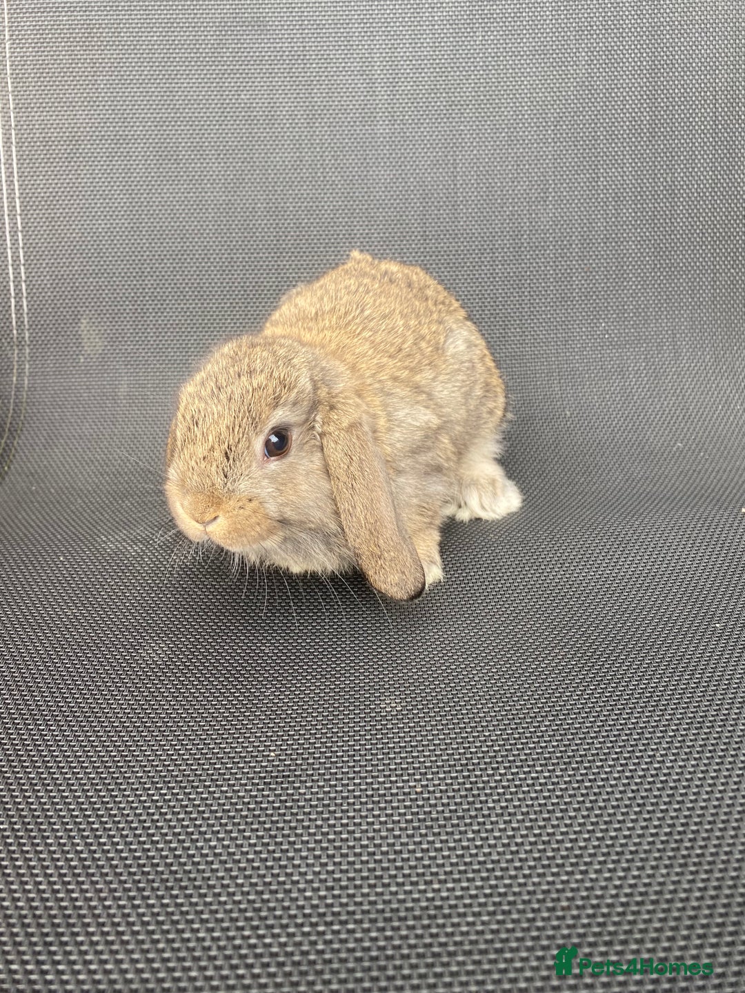 French Lop rabbits for sale: Baby lops  - Image 14