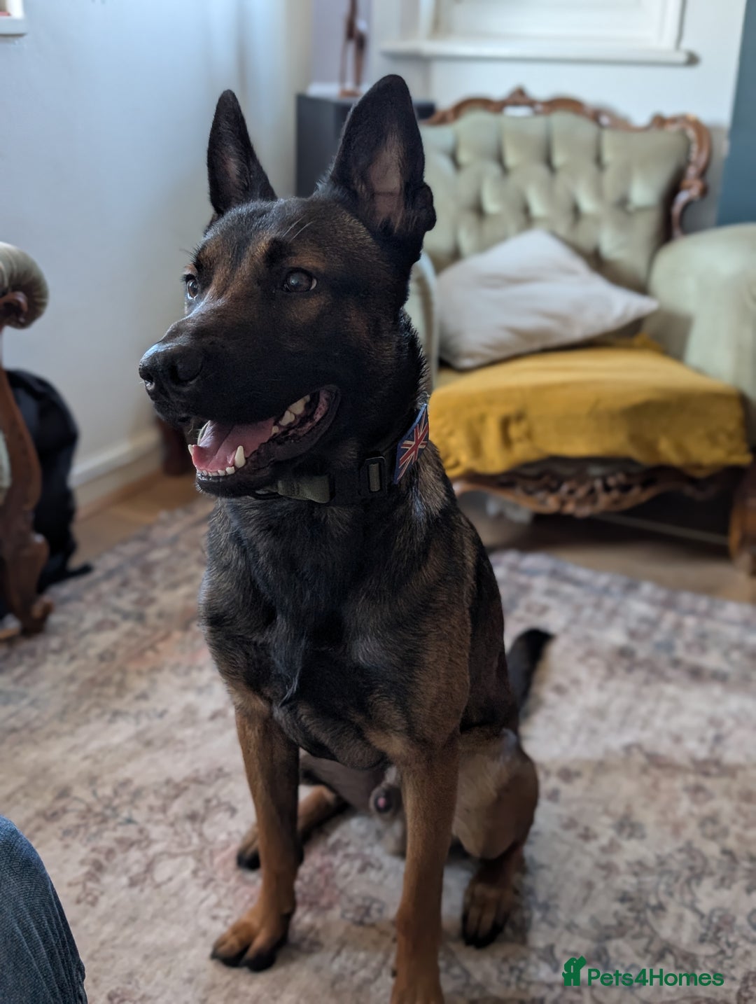 Belgian Shepherd Dog dogs for sale: Dutch Herder Puppies - Advert 27