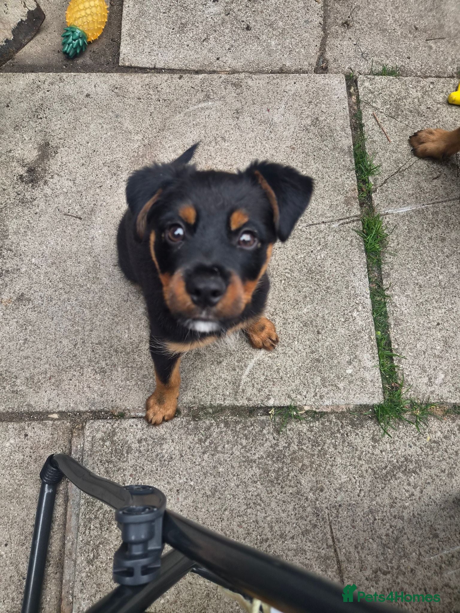 Mixed Breed dogs Rottie / Terrier mix - Advert 2