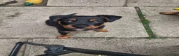 Mixed Breed dogs for sale: Rottie / Terrier mix in Hyde - Advert 1