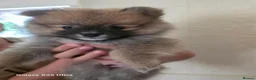 Pomeranian dogs for sale: Pomeranian  - Advert 6