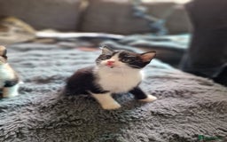 Ragdoll cats for sale: 2 beautiful half ragdoll kittens - Image 2