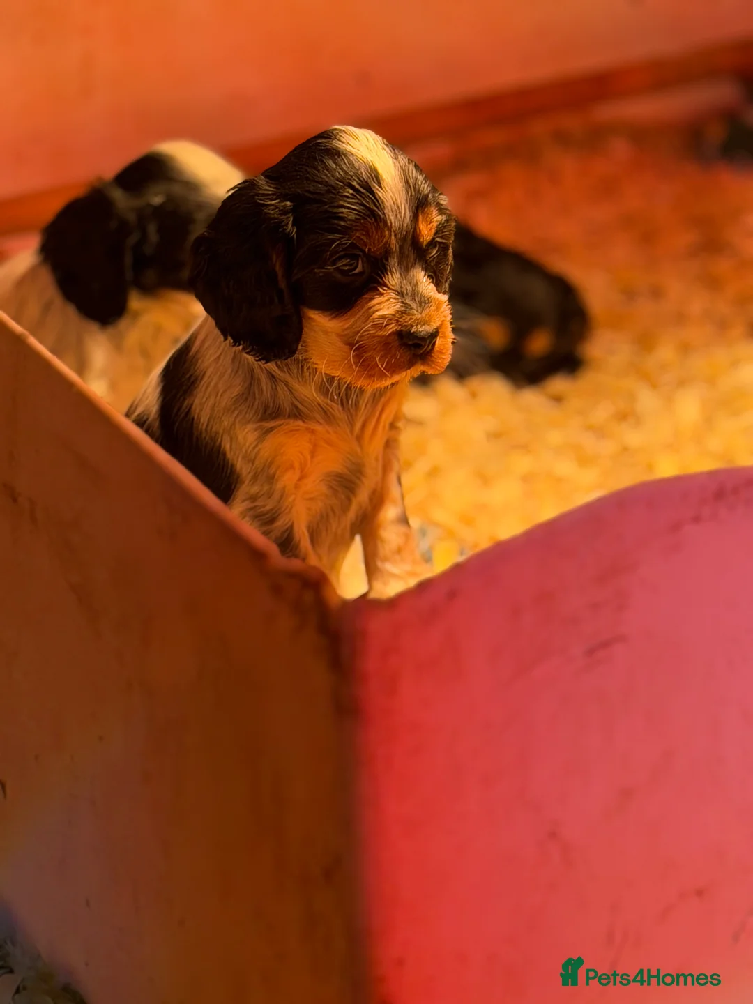 Cocker Spaniel dogs for sale: Stunning ideal family pups  - Advert 7
