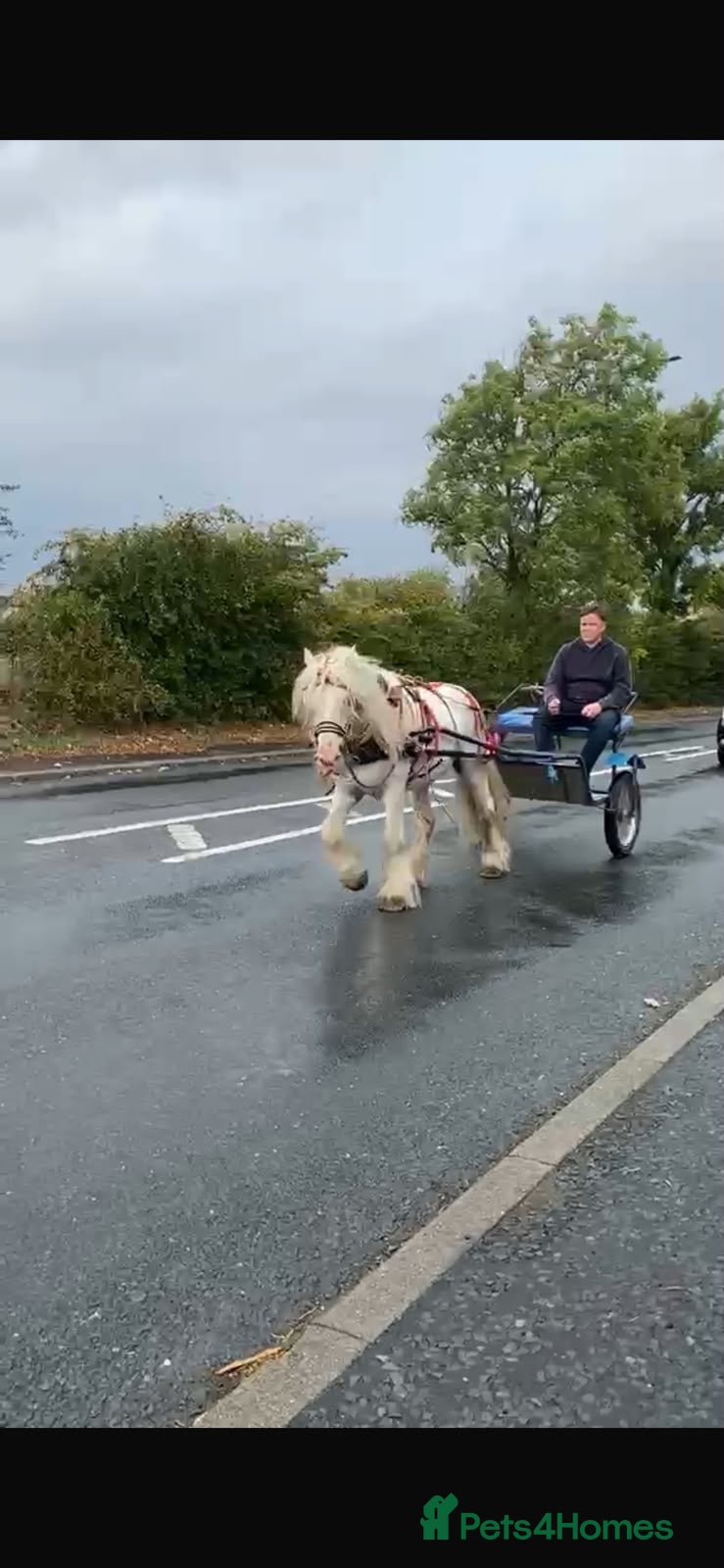 Irish Cob horses Tony the pony ride and drive  - Advert 1