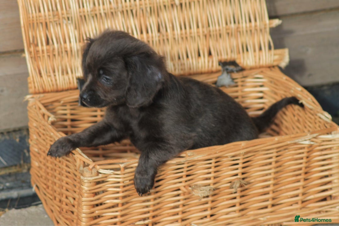Mixed Breed dogs for sale: Chiweenie Puppies For Sale  - Image 5