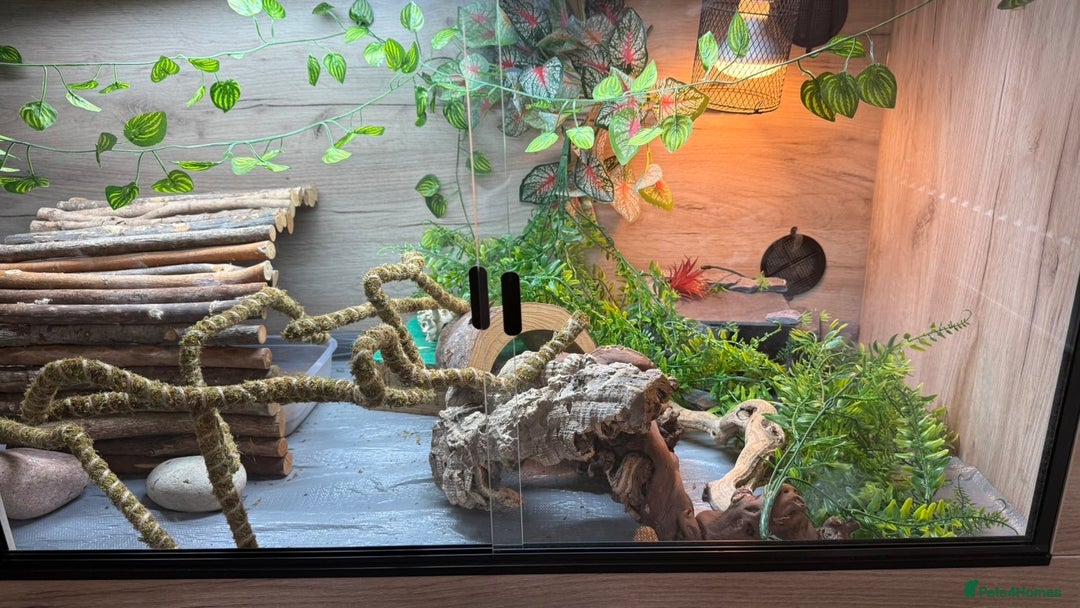 Bearded Dragon reptiles for sale: Draco the bearded dragon  - Advert 4