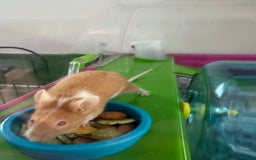 Mouse rodents for sale: 2 mice with cage  - Image 2