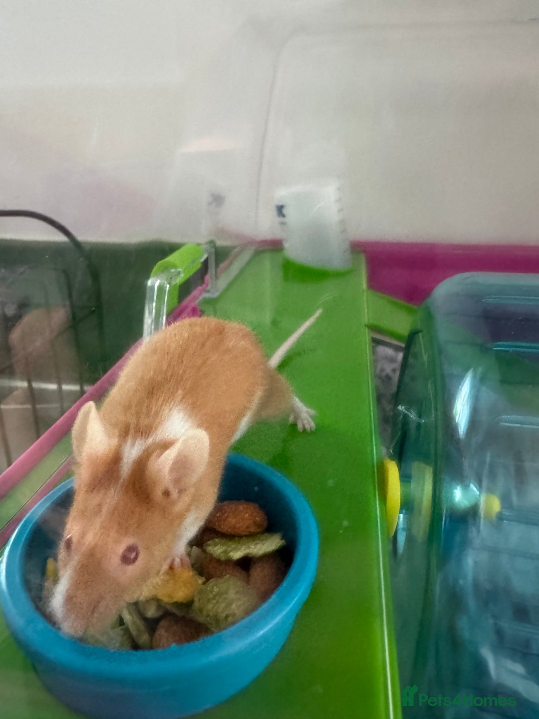 Mouse rodents for sale: 2 mice with cage  - Image 2