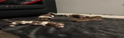 Miniature Dachshund dogs for sale: Beautiful miniature long haired dachshund  in Witham - Advert 16