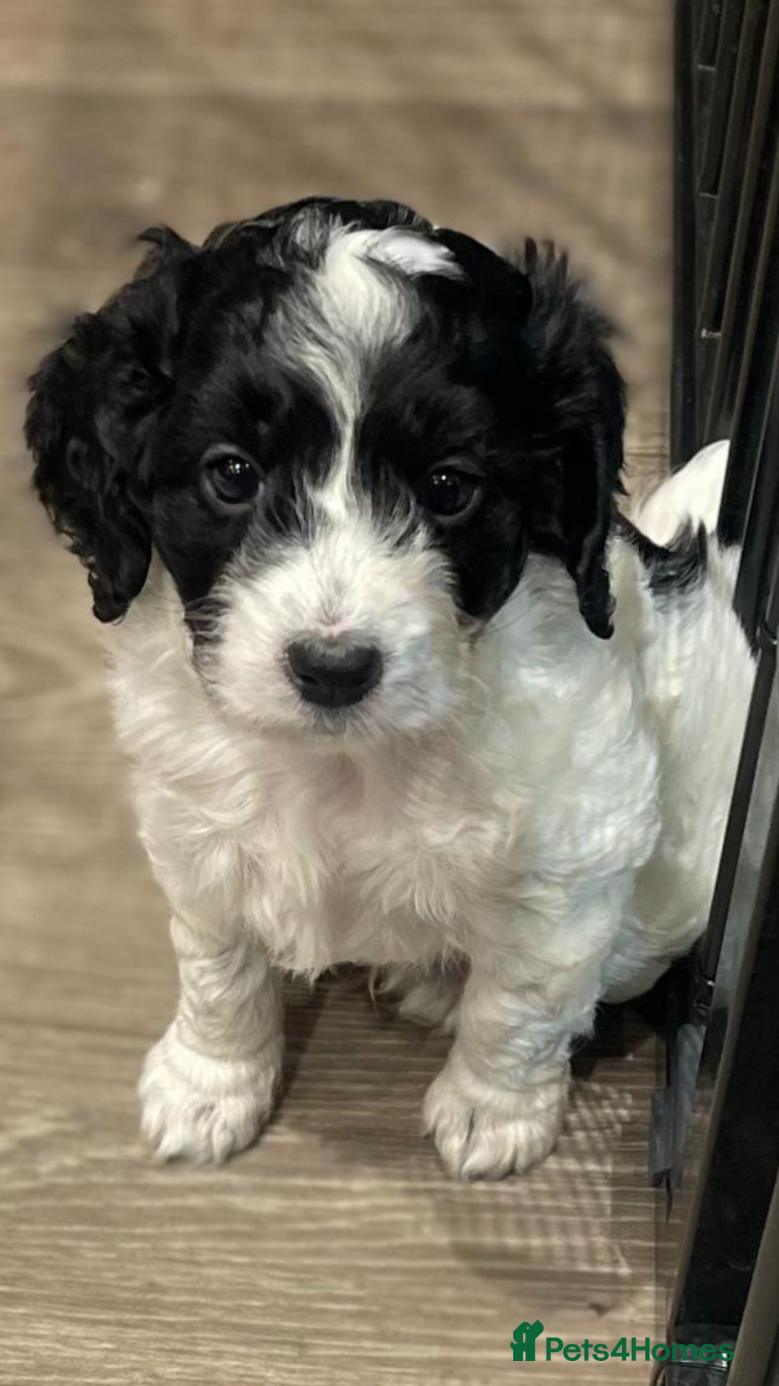 Cockapoo dogs F1 Cockapoo’s - Advert 11