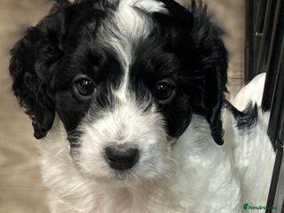 Cockapoo dogs F1 Cockapoo’s - Advert 11