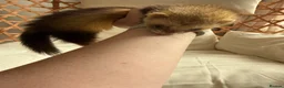 Ferret rodents for sale: Micro Ferrets  in Newent - Advert 6