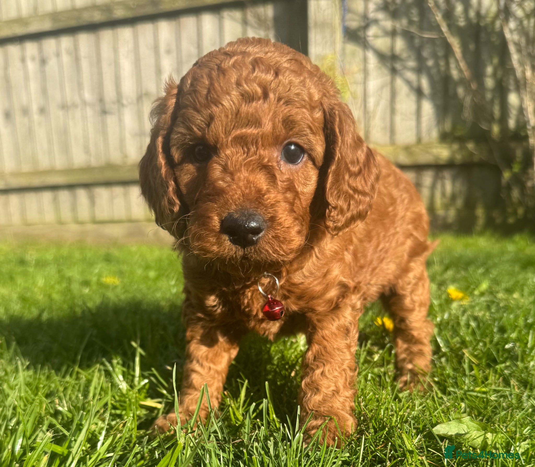 Cockapoo dogs F1b solid red cockapoo female 🐾 - Advert 15