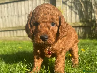 Cockapoo dogs F1b solid red cockapoo female 🐾 - Advert 15