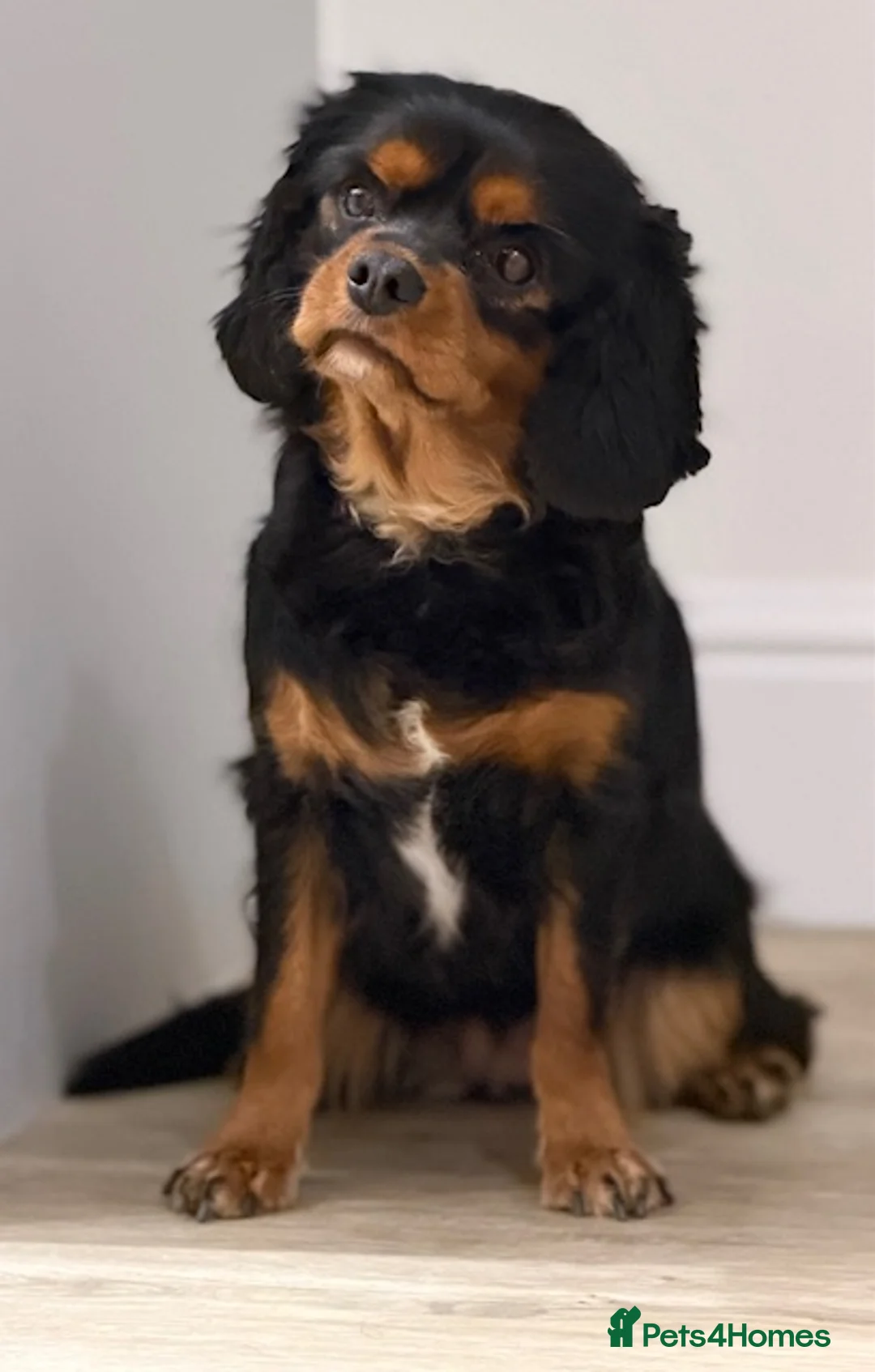 Cavalier King Charles Spaniel dogs for sale: KC reg female Black / Tan king Charles Cavalier - Advert 1