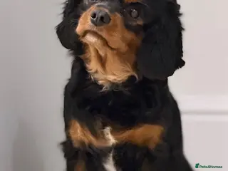 Cavalier King Charles Spaniel dogs KC reg female Black / Tan king Charles Cavalier - Advert 3