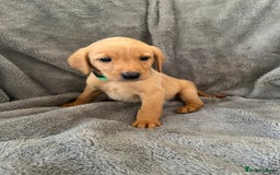 Labrador Retriever dogs for sale: READY NOW - KC Fox Red Labrador Puppies  - Image 11