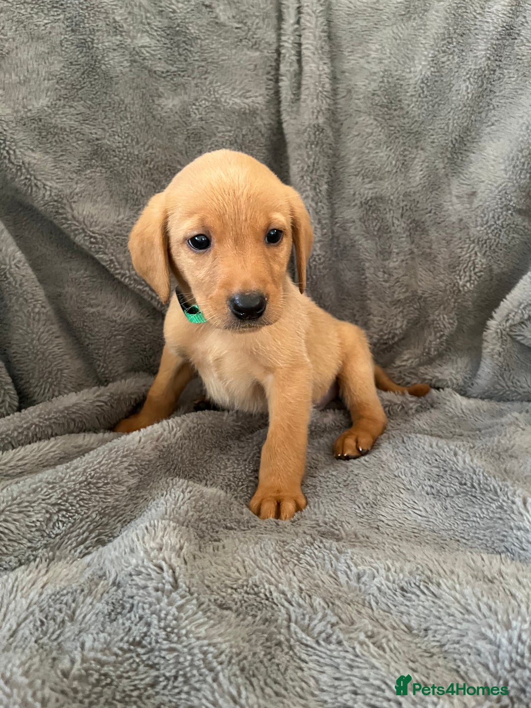 Labrador Retriever dogs for sale: READY NOW - KC Fox Red Labrador Puppies  - Image 11