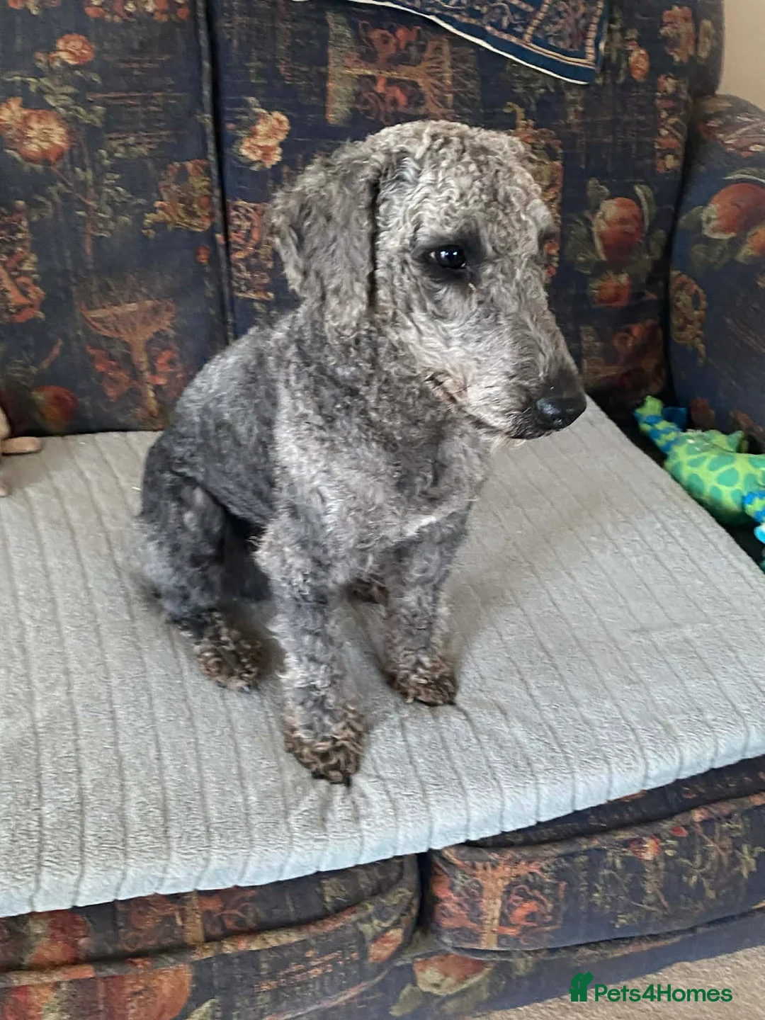 Mixed Breed dogs for sale: Border Terrier x Bedlington Terrier - Advert 13