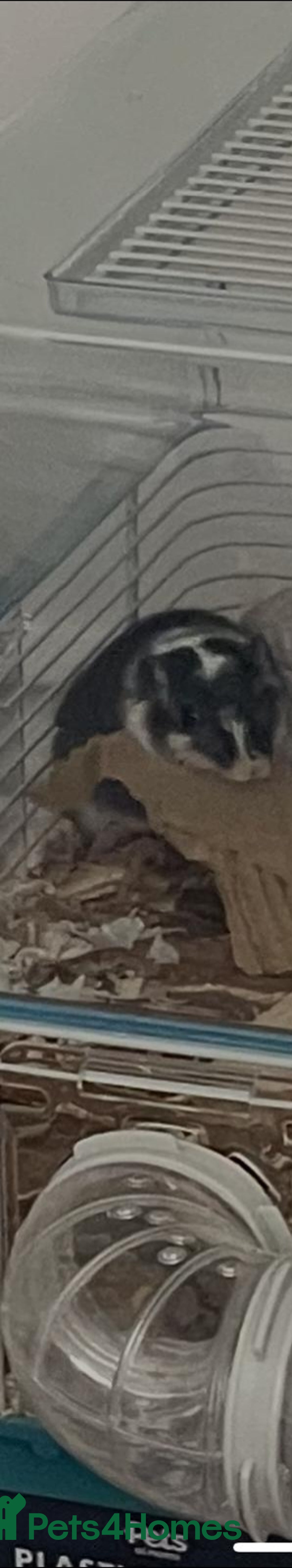 Gerbil rodents for sale: Female gerbil - Advert 2