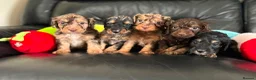 Cockapoo dogs for sale: Stunning litter of cockapoo puppies  - Advert 3