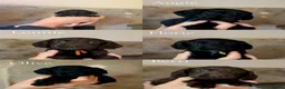Cocker Spaniel dogs for sale: KC REGISTERED WOKRING COCKER SPANIEL PUPS  - Advert 2