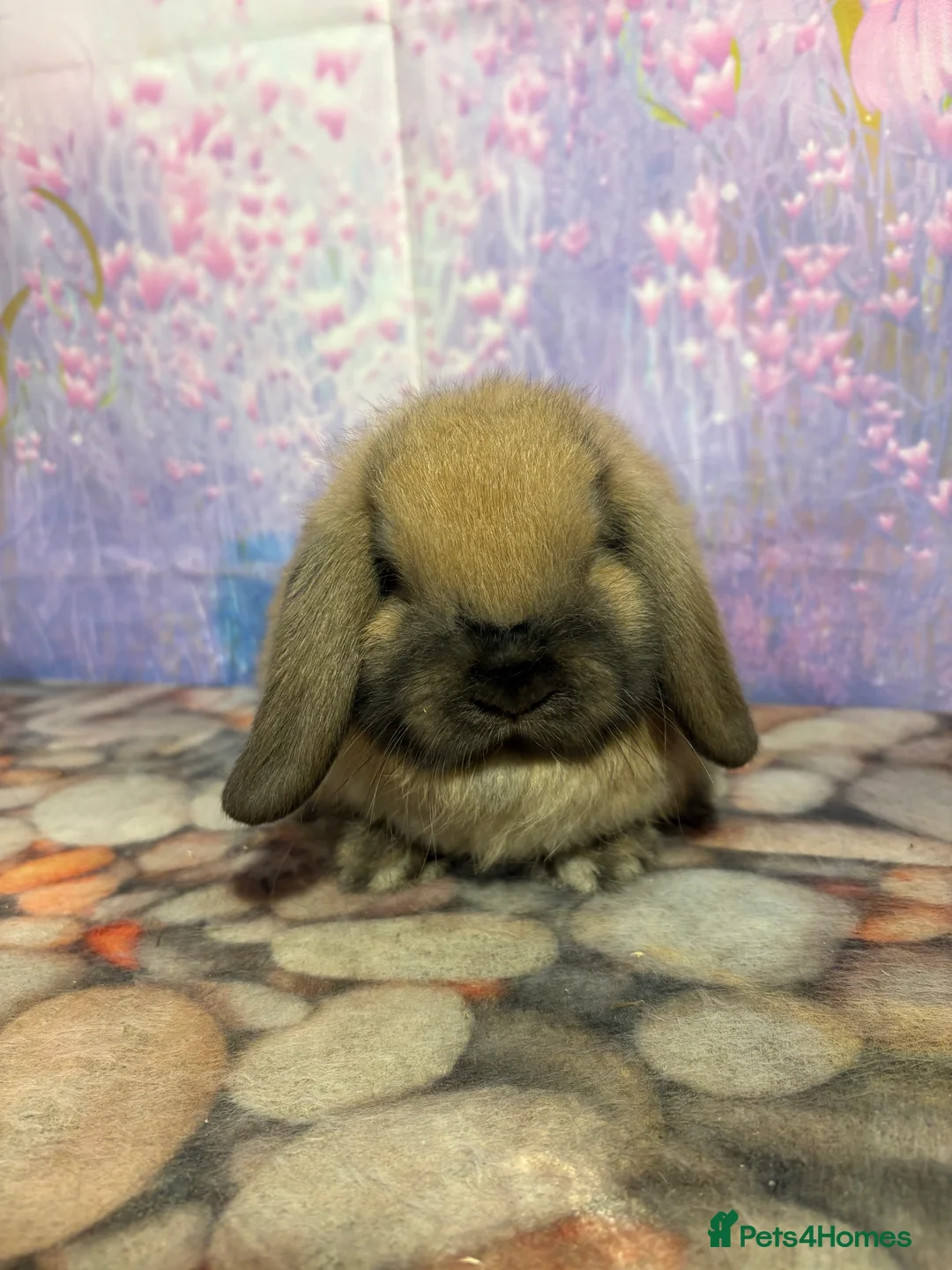 Mini Lop rabbits for sale: Mini lops vaccinated ready to leave - Advert 3