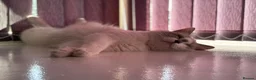Ragdoll cats for sale: Ragdoll for sale - Advert 3