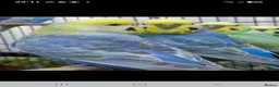 Budgerigars birds for sale: Budgies for sale Birmingham  - Advert 8