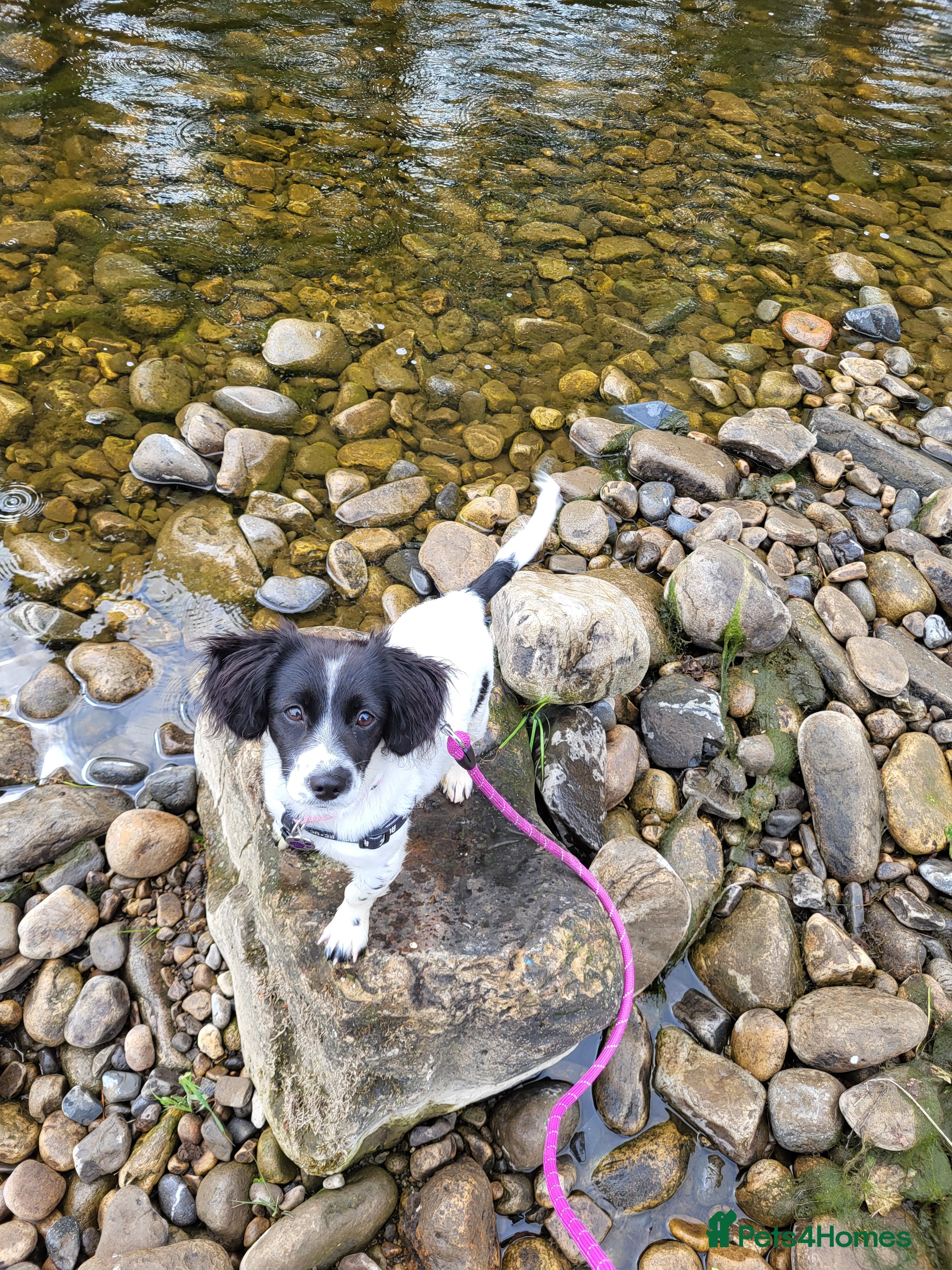 Cockalier dogs Peaches  - Advert 4