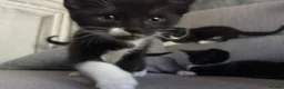 Mixed Breed cats for sale: 4 beautiful kittens born on mothers day in Basingstoke - Advert 5