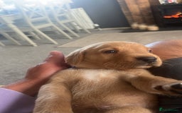 Labrador Retriever dogs for sale: Fox Red pedigree Labradors in Pwllheli - Image 4