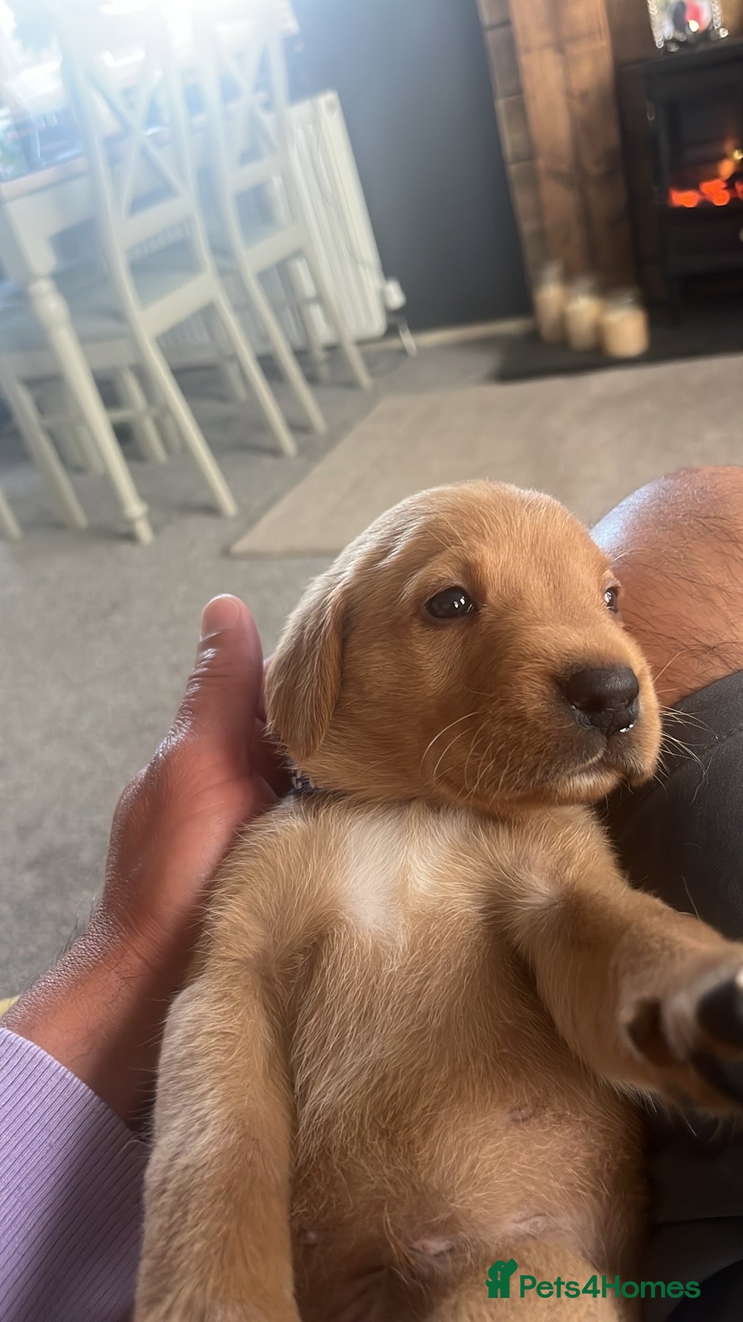 Labrador Retriever dogs for sale: Fox Red pedigree Labradors in Pwllheli - Image 4