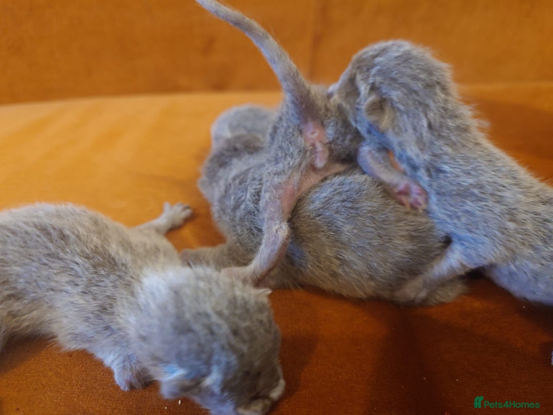 Russian Blue cats for sale: Russian Blue - Advert 4