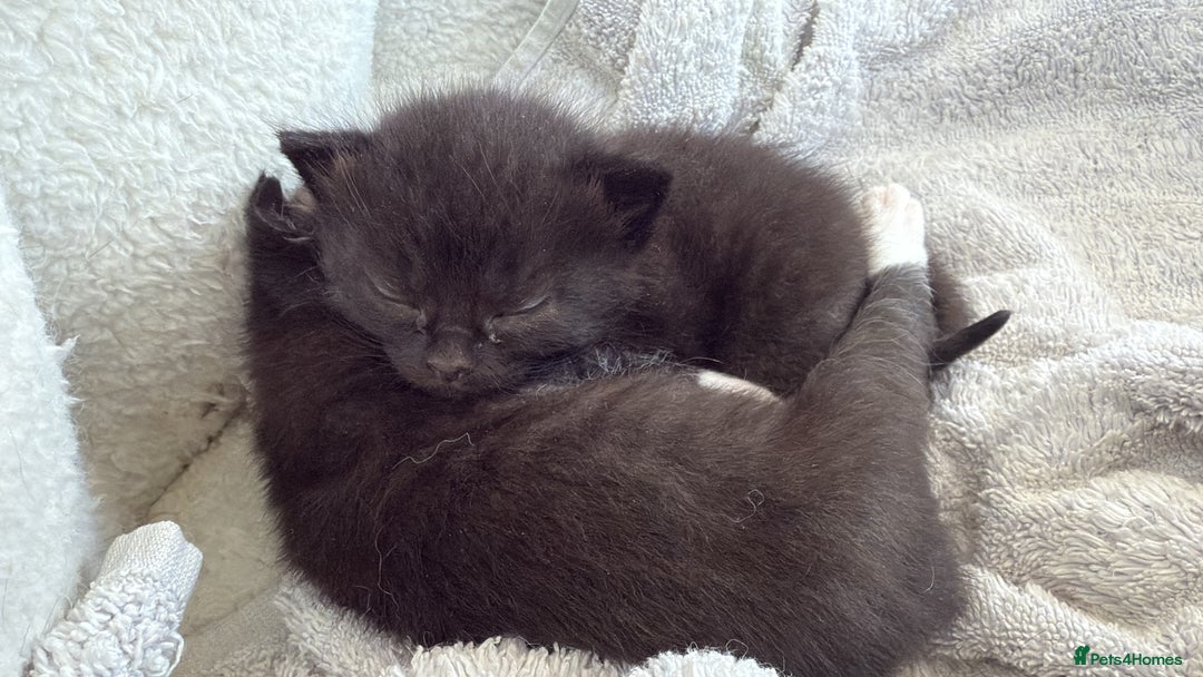 Mixed Breed cats for sale: Adorable Exotic X DSH 🐾  - Image 2