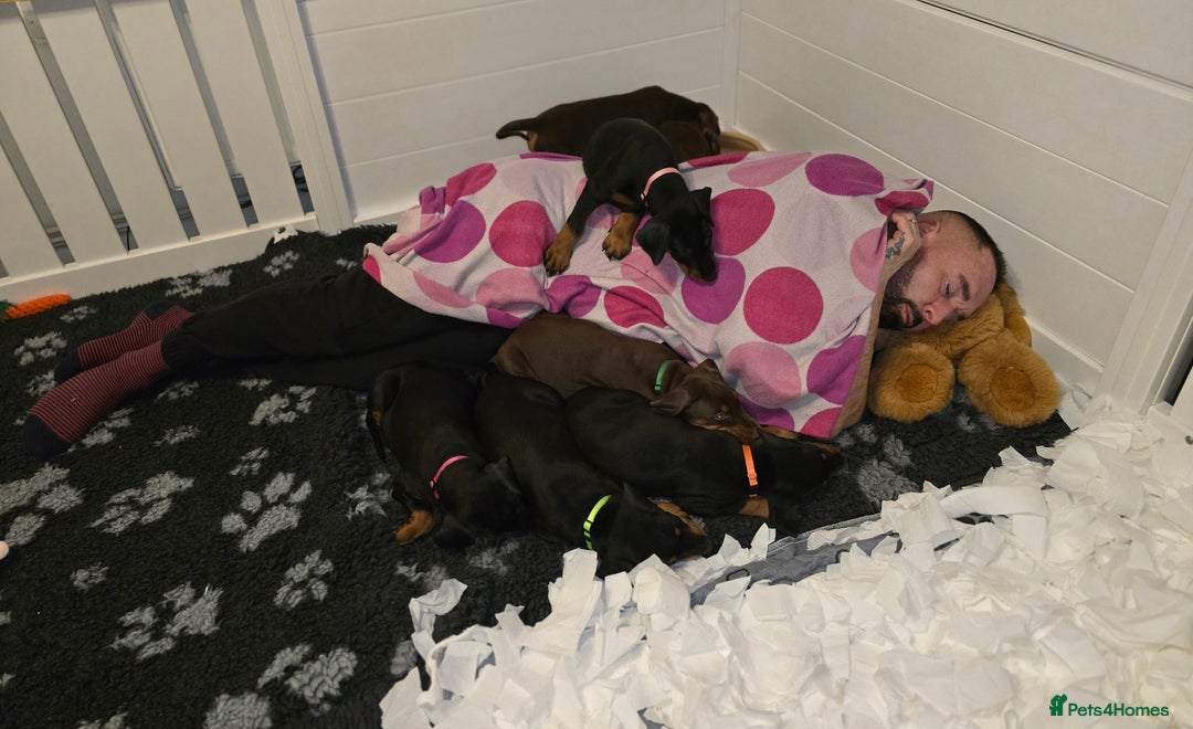 Dobermann dogs for sale: *HEALTH TESTED,HOME REARED,STUNNING DOBERMAN PUPS - Image 24