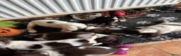 Sprocker dogs for sale: Beautiful litter of sprocker pups - Advert 9