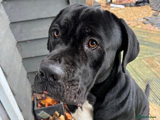 Cane Corso dogs Cane Corso - Advert 4