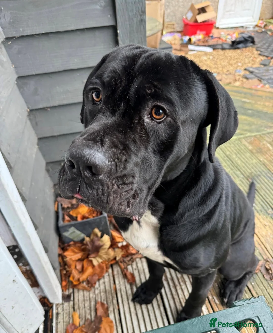 Cane Corso dogs for sale: Cane Corso  - Advert 1