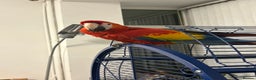 Parrots birds for sale: BABY MALE SCARLET MACAW WITH CITIES AND DNA PAPERS - Advert 7