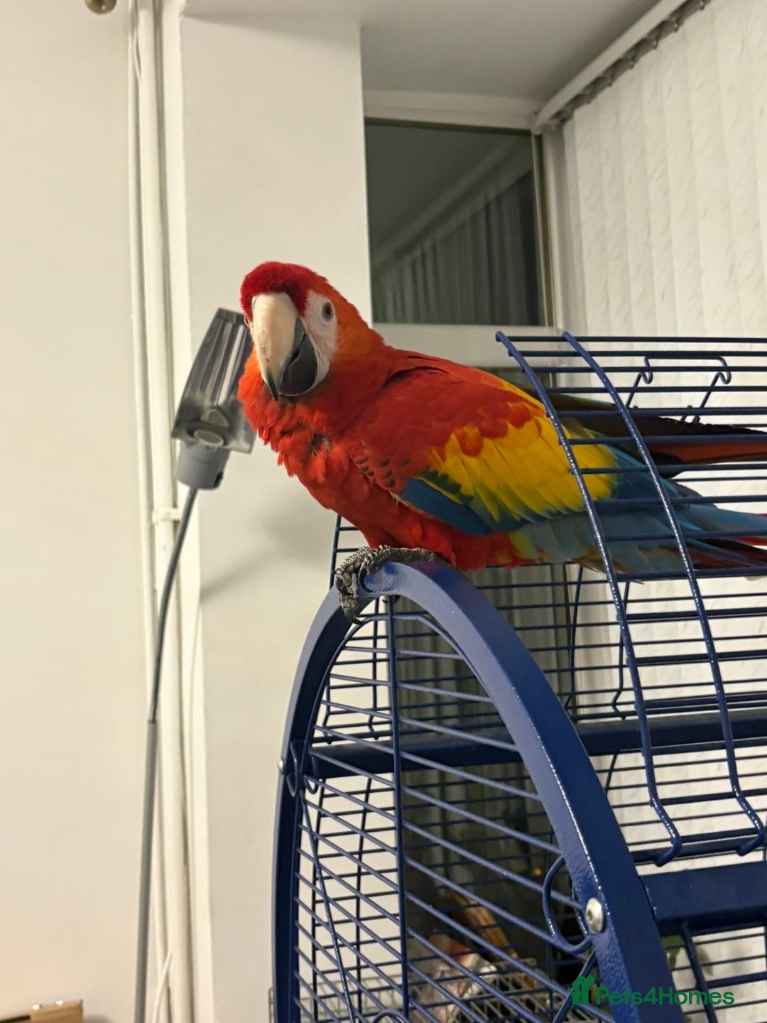 Parrots birds for sale: BABY MALE SCARLET MACAW WITH CITIES AND DNA PAPERS - Advert 7