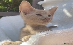 Mixed Breed cats for sale: Oriental X Siamese  - Image 14