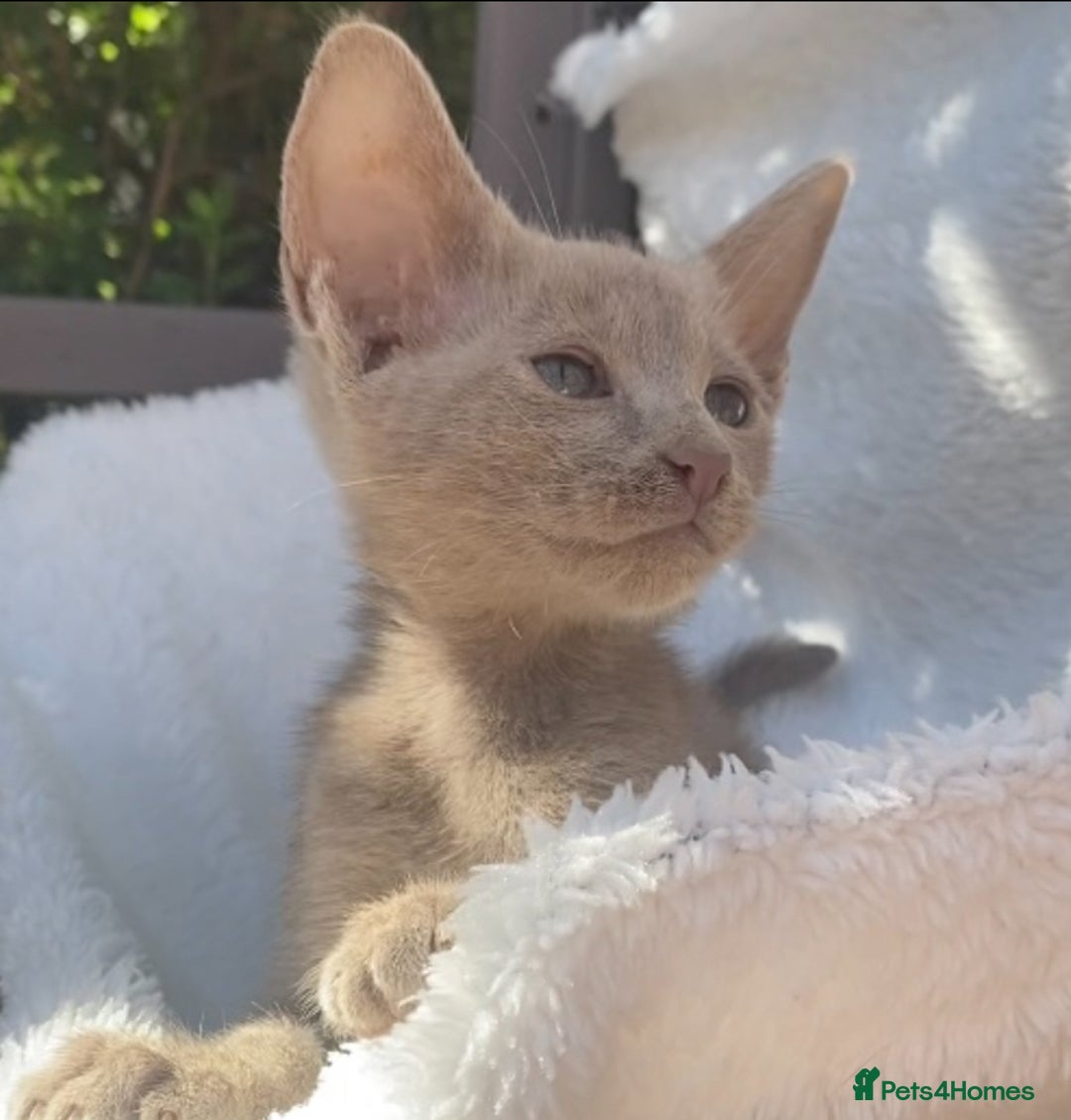 Mixed Breed cats for sale: Oriental X Siamese  - Image 14