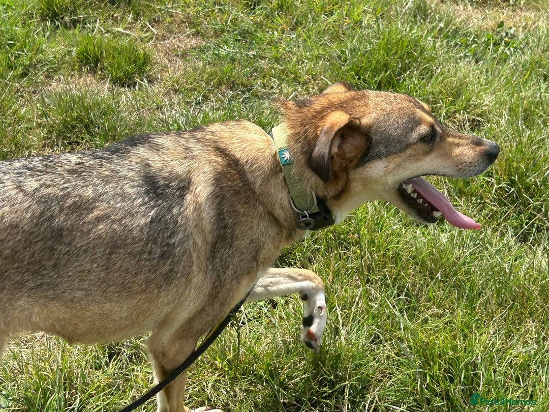 Mixed Breed dogs for adoption: Minnie - Norwich Norfolk  - Image 12