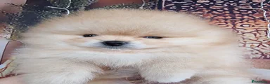 Pomeranian Puppy 1
