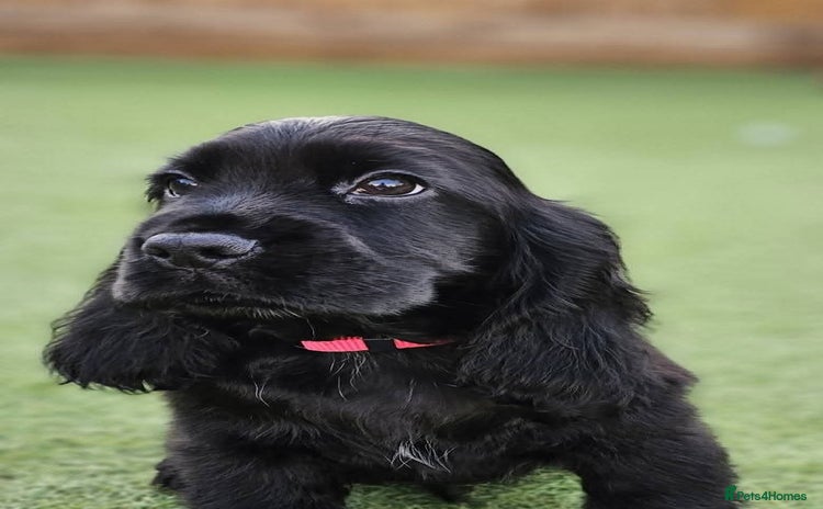 Cocker Spaniel dogs - Advert 9