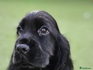 Cocker Spaniel dogs - Advert 10
