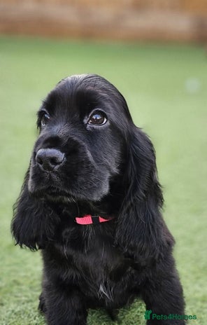 Cocker Spaniel dogs - Advert 1