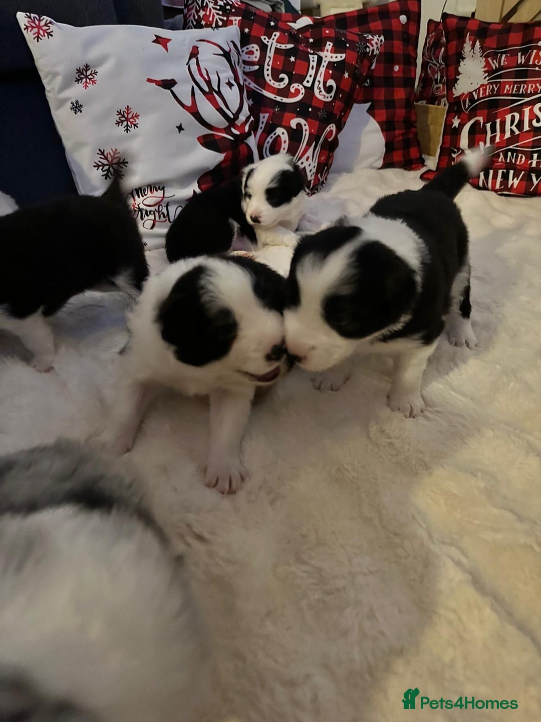 Border Collie dogs for sale: Stunning puppies from international champion line. - Advert 16