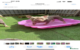 French Bulldog dogs for stud: Stunning Isabella & Tan boy fluffy L4 for Stud in Dundee - Image 7